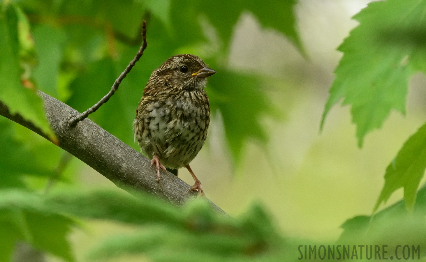 Melospiza lincolnii lincolnii [400 mm, 1/640 Sek. bei f / 7.1, ISO 2500]